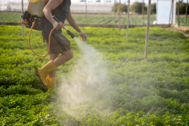 Best Wasp Removal Services  in Lakeville, MN
