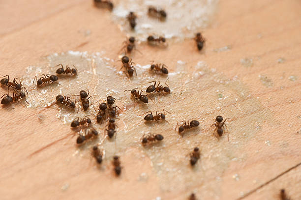 Best Pest Inspection Near Me  in Lakeville, MN